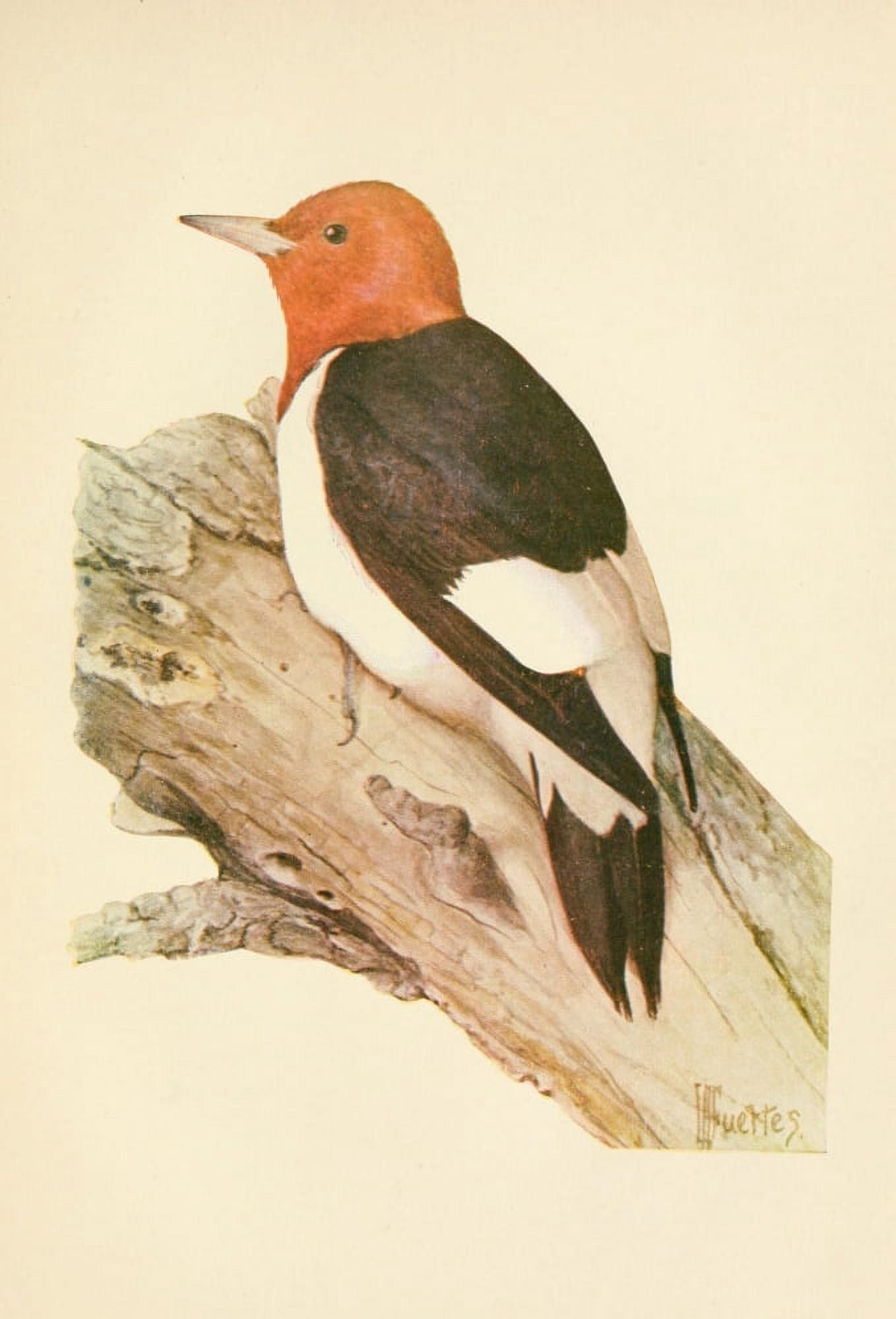 The Woodpecker 1901 Red-headed Woodpecker Canvas Art - LA Fuertes (18 x 24)