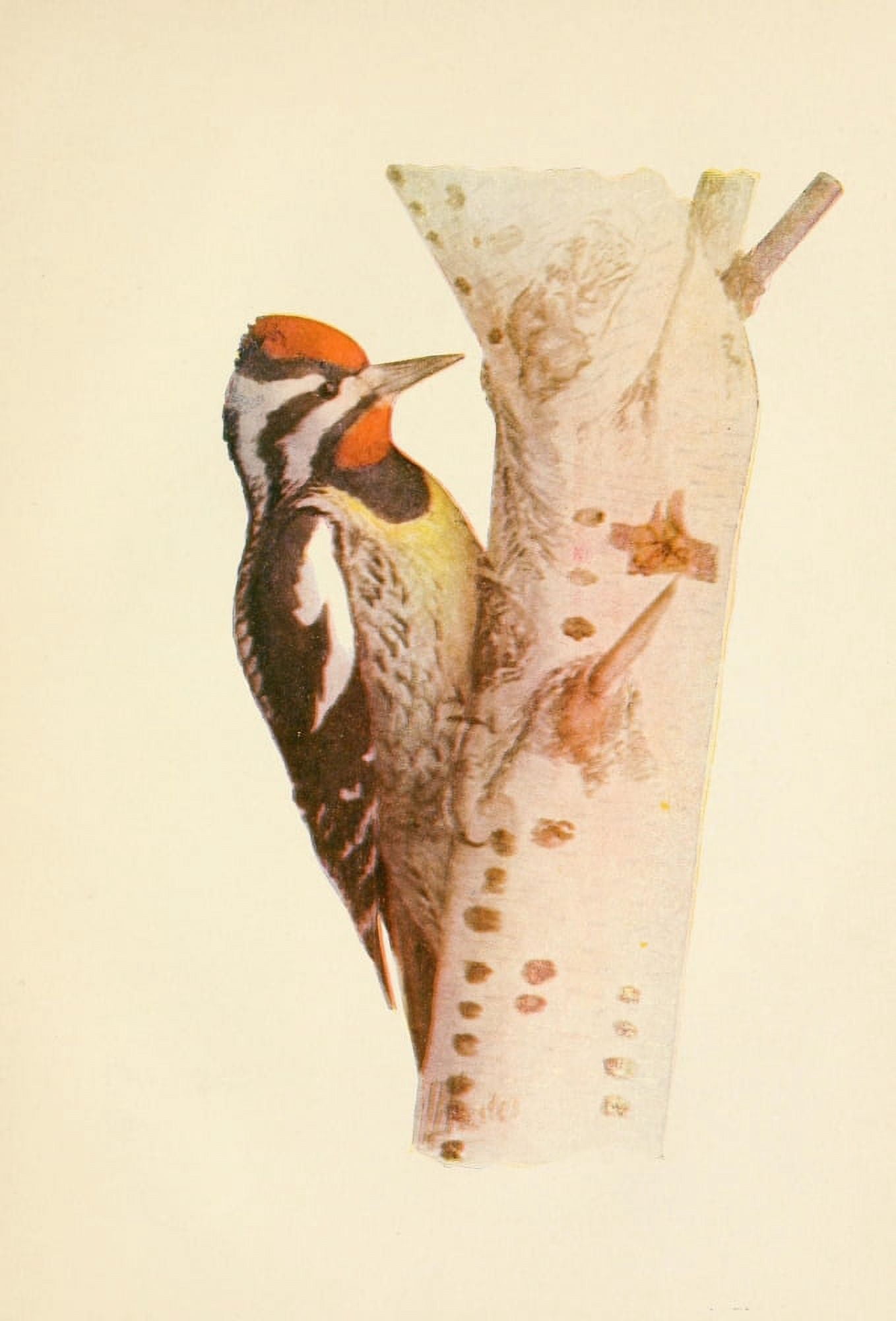 The Woodpecker 1901 Yellow-billed Sapsucker Canvas Art - LA Fuertes (18 x 24)
