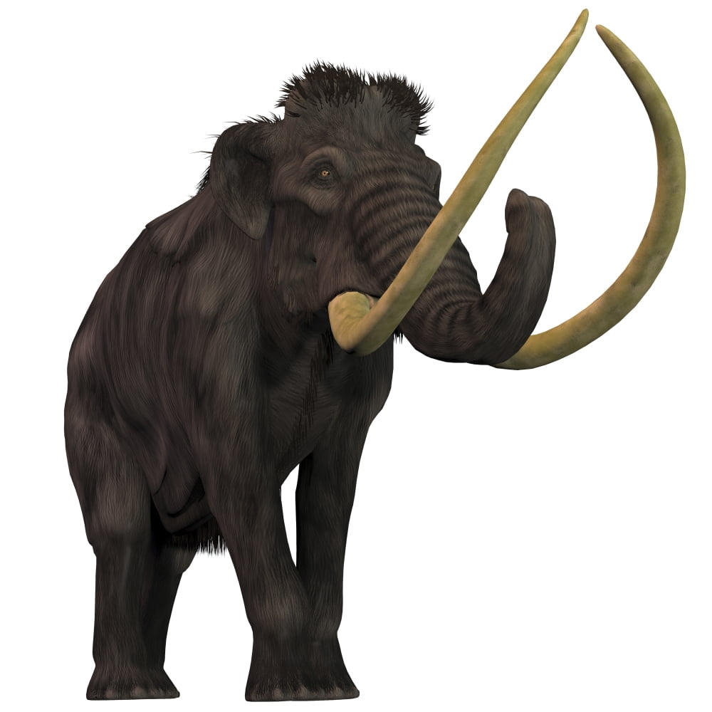 The Woolly Mammoth Canvas Art - Corey FordStocktrek Images (29 x 29)