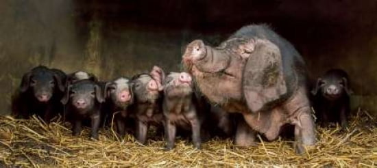 The Wrinkled Ones Canvas Art - Gert Van Den (10 x 20)