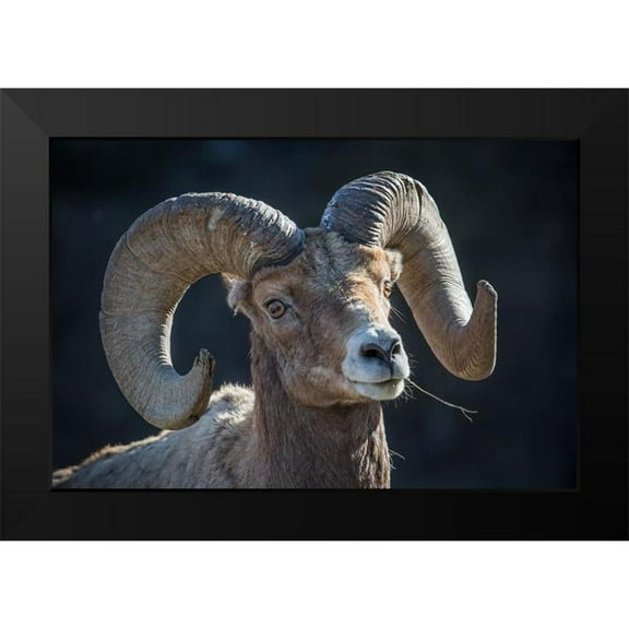 The Yellowstone Collection 14x11 Black Modern Framed Museum Art Print Titled - Bighorn sheep, Lamar Valley, Yellowstone National Park