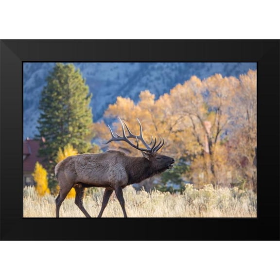 The Yellowstone Collection 14x11 Black Modern Framed Museum Art Print Titled - Bull Elk Bugling, Mammoth Hot Springs, Yellowstone National Park