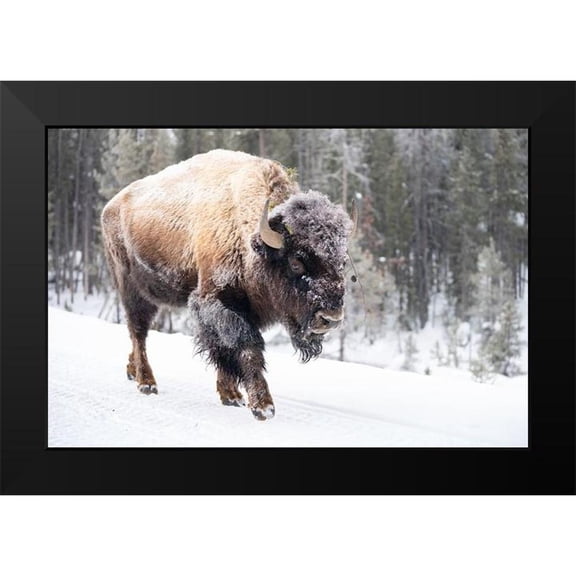 The Yellowstone Collection 14x11 Black Modern Framed Museum Art Print Titled - Frost-covered Bison near Frying Pan Spring, Yellowstone National Park
