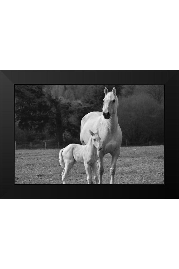 The Yellowstone Collection 14x11 Black Modern Framed Museum Art Print Titled - Palomino Horse and Colt