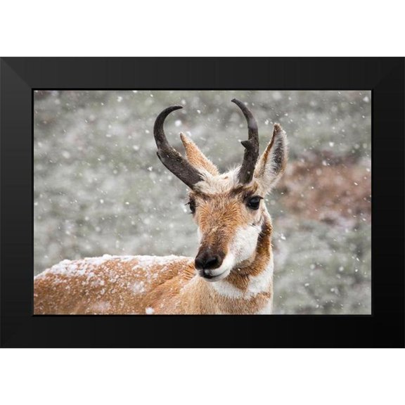 The Yellowstone Collection 14x11 Black Modern Framed Museum Art Print Titled - Pronghorn Buck in Snow, Yellowstone National Park