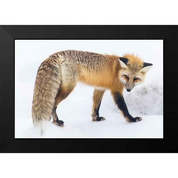 The Yellowstone Collection 14x11 Black Modern Framed Museum Art Print Titled - Red Fox in Lamar Valley, Yellowstone National Park