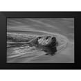 thumbnail image 1 of The Yellowstone Collection 14x11 Black Modern Framed Museum Art Print Titled - River Otter, Swan Lake area, Yellowstone National Park, 1 of 4