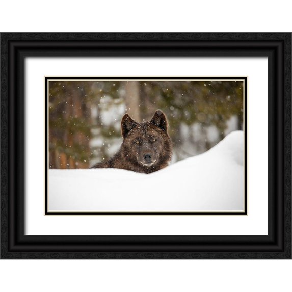 The Yellowstone Collection 14x11 Black Ornate Wood Framed with Double Matting Museum Art Print Titled - Wolf in Snow, Yellowstone National Park