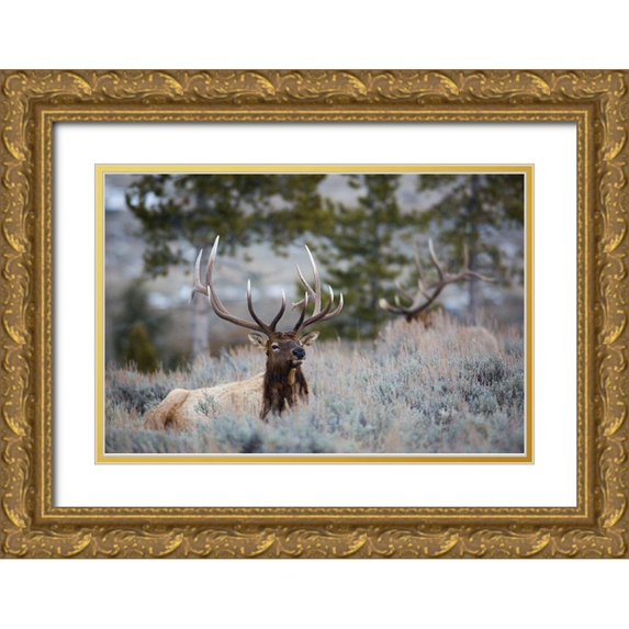 The Yellowstone Collection 14x11 Gold Ornate Wood Framed with Double Matting Museum Art Print Titled - Bull Elk, Blacktail Deer Plateau, Yellowstone National Park