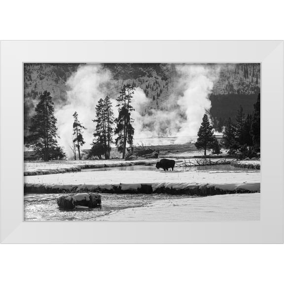 The Yellowstone Collection 14x11 White Modern Wood Framed Museum Art Print Titled - Bison near Biscuit Basin, Yellowstone National Park