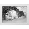 thumbnail image 1 of The Yellowstone Collection 14x11 White Modern Wood Framed Museum Art Print Titled - Bobcat along the Madison River, Yellowstone National Park, 1 of 4
