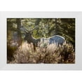 thumbnail image 1 of The Yellowstone Collection 14x11 White Modern Wood Framed Museum Art Print Titled - Bull Elk, Blacktail Deer Plateau, Yellowstone National Park, 1 of 4
