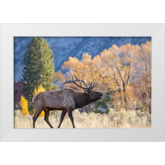 The Yellowstone Collection 14x11 White Modern Wood Framed Museum Art Print Titled - Bull Elk Bugling, Mammoth Hot Springs, Yellowstone National Park