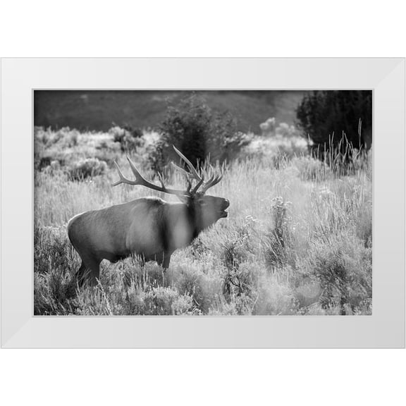 The Yellowstone Collection 14x11 White Modern Wood Framed Museum Art Print Titled - Bull Elk Bugling, Mammoth Hot Springs, Yellowstone National Park
