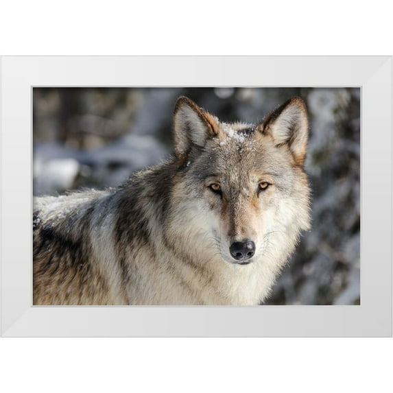 The Yellowstone Collection 14x11 White Modern Wood Framed Museum Art Print Titled - Lone Wolf, Yellowstone National Park