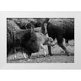 thumbnail image 1 of The Yellowstone Collection 14x11 White Modern Wood Framed Museum Art Print Titled - Moving with the Herd, Lamar Valley, Yellowstone National Park, 1 of 4