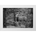 thumbnail image 1 of The Yellowstone Collection 14x11 White Modern Wood Framed Museum Art Print Titled - Mule Deer Buck, Garnet Hill Loop, Yellowstone National Park, 1 of 4