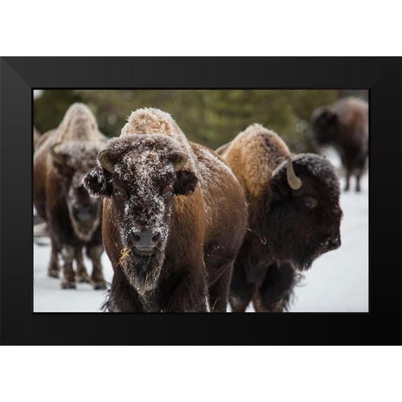 The Yellowstone Collection 18x13 Black Modern Framed Museum Art Print Titled - Bison, Norris Geyser Basin, Yellowstone National Park
