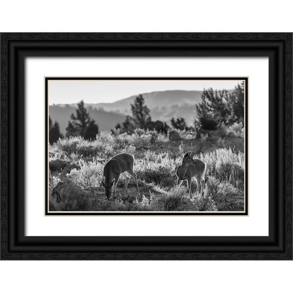 The Yellowstone Collection 18x13 Black Ornate Wood Framed with Double Matting Museum Art Print Titled - White-tailed Deer at Mammoth Hot Springs, Yellowstone National Park