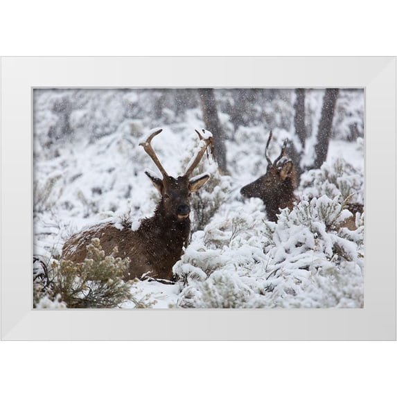 The Yellowstone Collection 18x13 White Modern Wood Framed Museum Art Print Titled - Young Bull Elk on Snowy Day, Yellowstone National Park