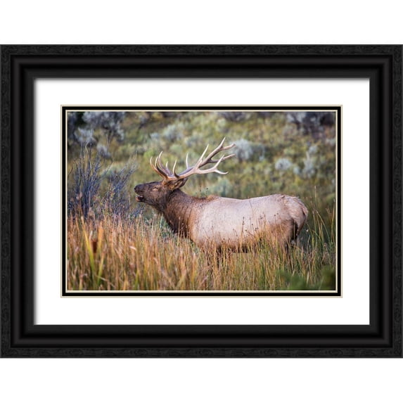The Yellowstone Collection 24x17 Black Ornate Wood Framed with Double Matting Museum Art Print Titled - Bugling Elk, Mammoth Hot Springs, Yellowstone National Park