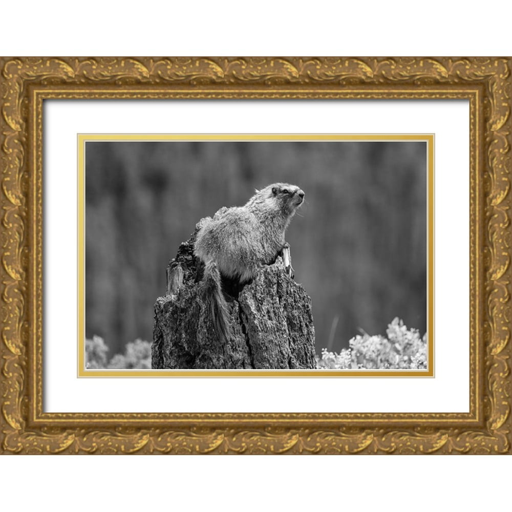 The Yellowstone Collection 24x17 Gold Ornate Wood Framed with Double ...