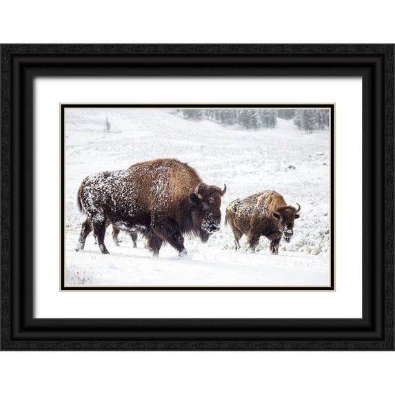 The Yellowstone Collection 32x23 Black Ornate Wood Framed with Double Matting Museum Art Print Titled - Bison I, Lamar Valley, Yellowstone National Park