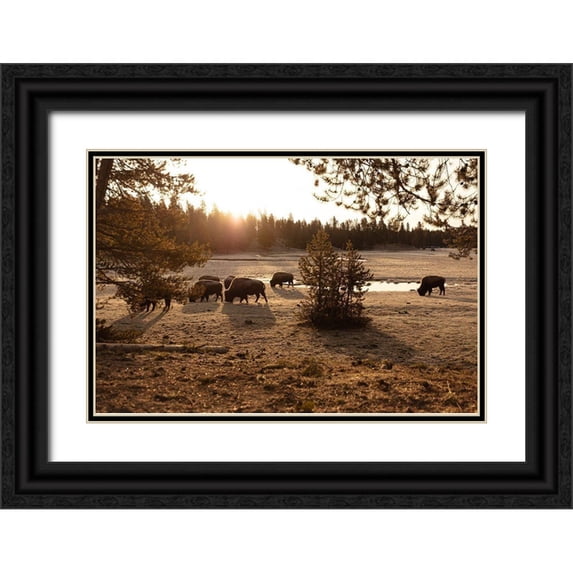 The Yellowstone Collection 32x23 Black Ornate Wood Framed with Double Matting Museum Art Print Titled - Bison graze near Norris Junction, Yellowstone National Park