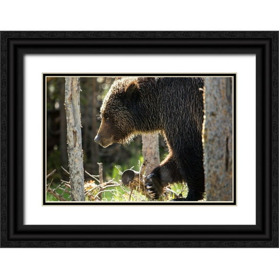 The Yellowstone Collection 32x23 Black Ornate Wood Framed with Double Matting Museum Art Print Titled - Grizzly Bear near Swan Lake, Yellowstone National Park