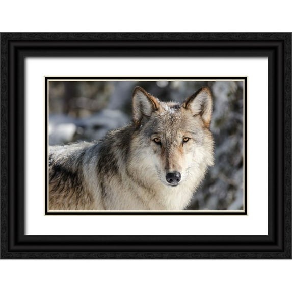 The Yellowstone Collection 32x23 Black Ornate Wood Framed with Double Matting Museum Art Print Titled - Lone Wolf, Yellowstone National Park