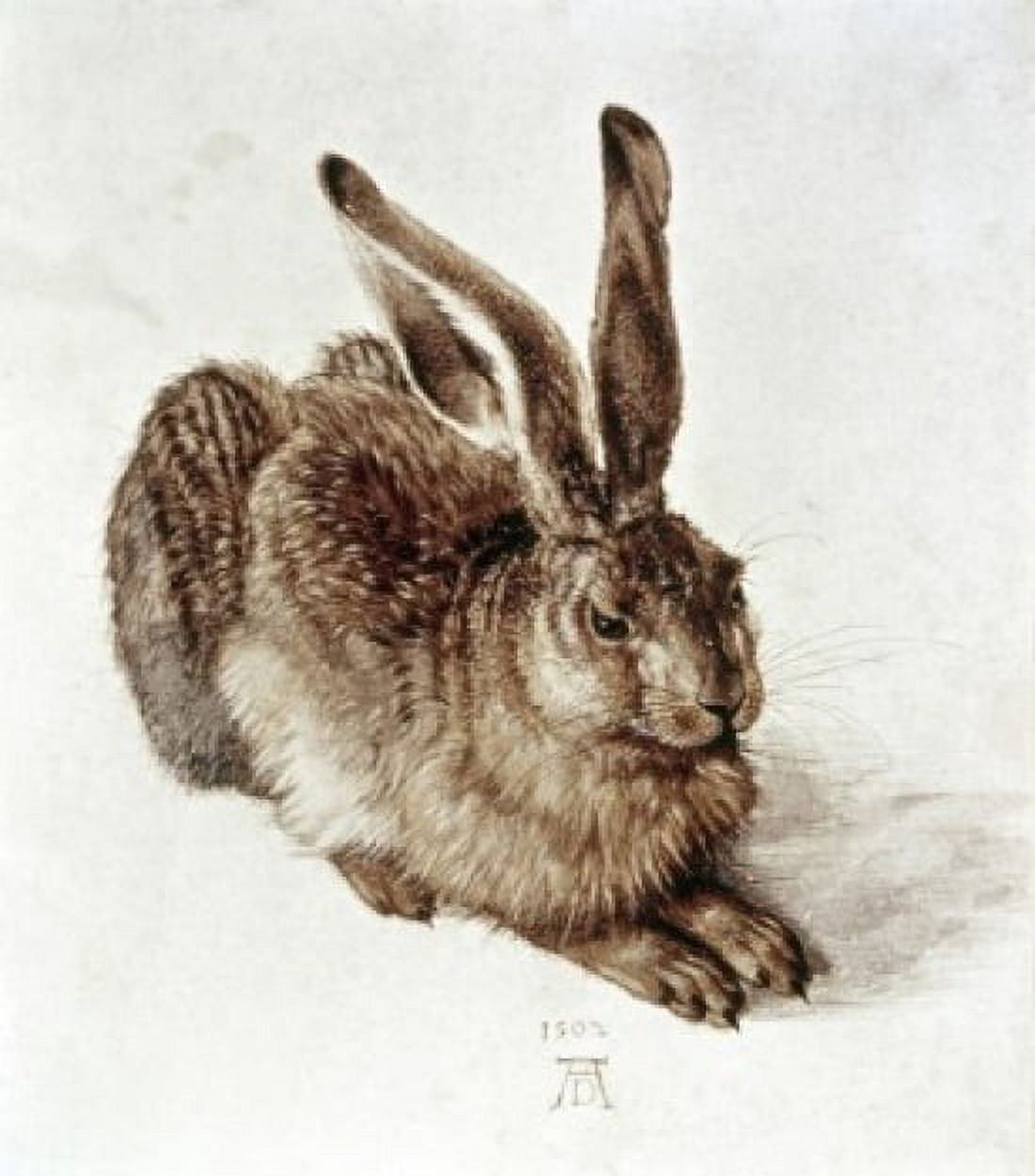 The Young Hare 1502 Albrecht Durer (1471-1528 German) Watercolor Graphische Sammlung Albertina Vienna Austria Canvas Art - (24 x 36)