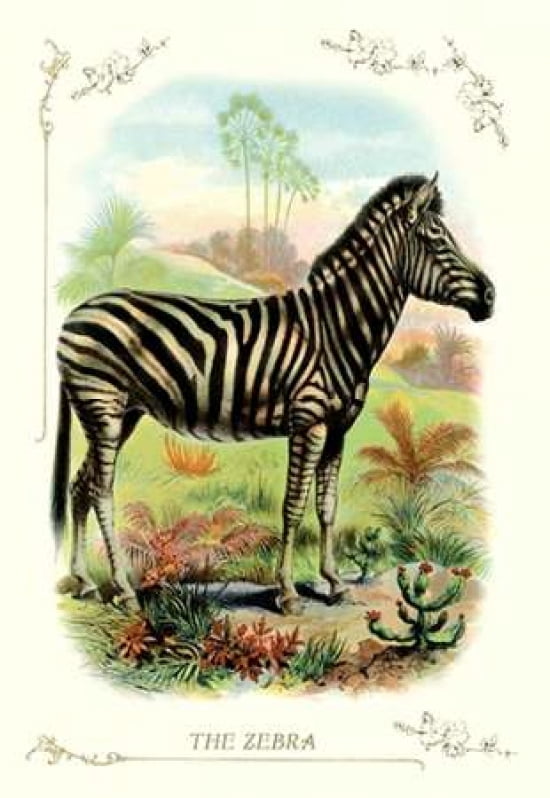 The Zebra 1900 Canvas Art - Unknown (12 x 18)
