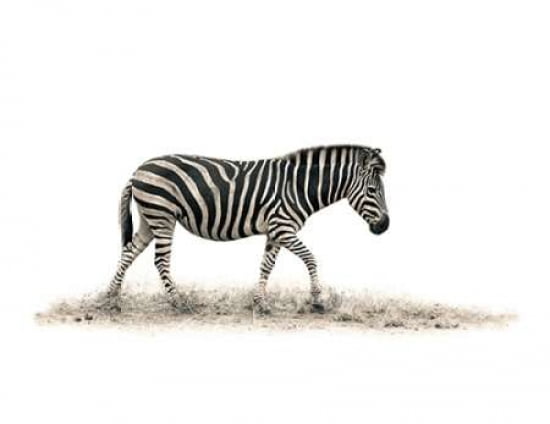 The Zebra Canvas Art - Mario Moreno (22 x 28)