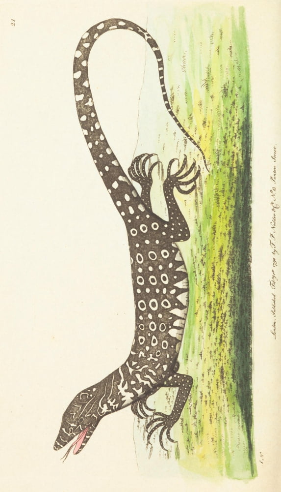 The Zoological Miscellany 1814 Monitor Lizard Canvas Art - Richard P Nodder (18 x 24)