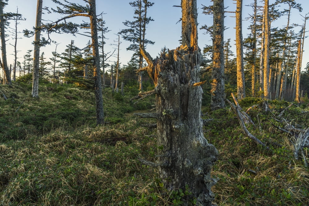 The ancient forests of Naikoon Provincial Park Haida Gwaii British Columbia Canada Canvas Art - Robert Postma Design Pics (19 x 12)