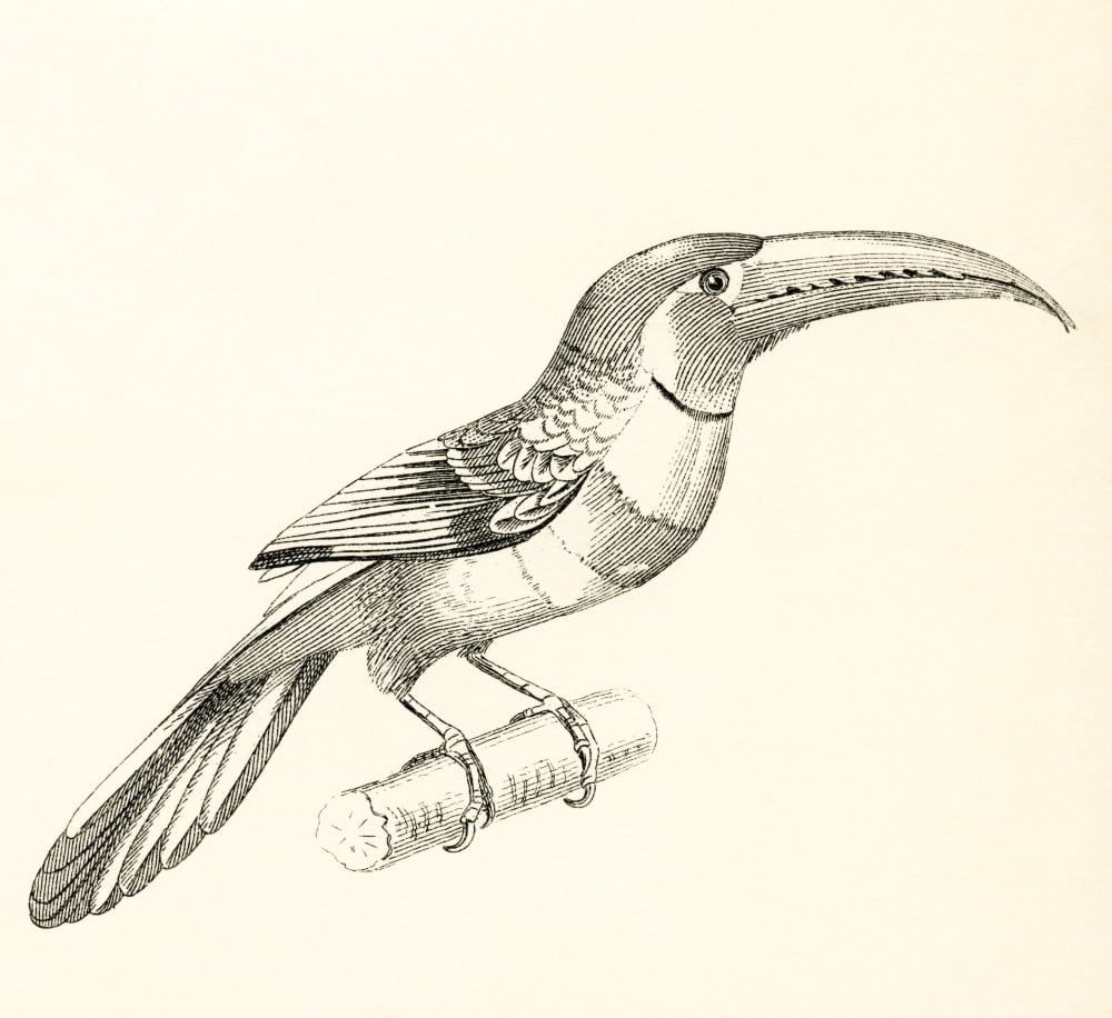 The aracari or ara Canvas Art - Ken Welsh Design Pics (28 x 26)