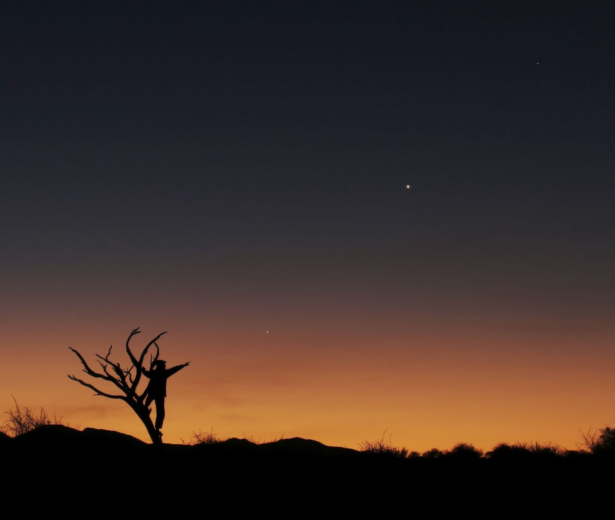 The bare tree and human figure point to the direction of Jupiter Venus and Mercrury Canvas Art - Lorand FenyesStocktrek Images (30 x 26)