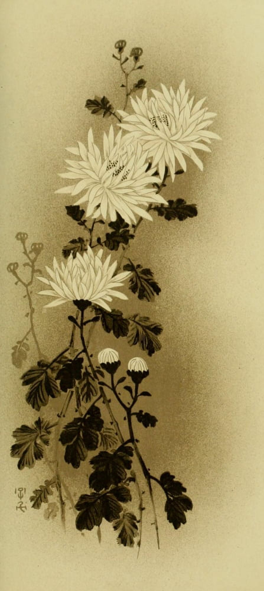 The chrysanthemum Mythological Japan 1902 Canvas Art - Unknown (18 x 24)