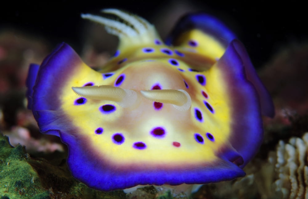 The colorful Chromodoris kuniei on a West Papuan reef Canvas Art - Steve JonesStocktrek Images (18 x 12)