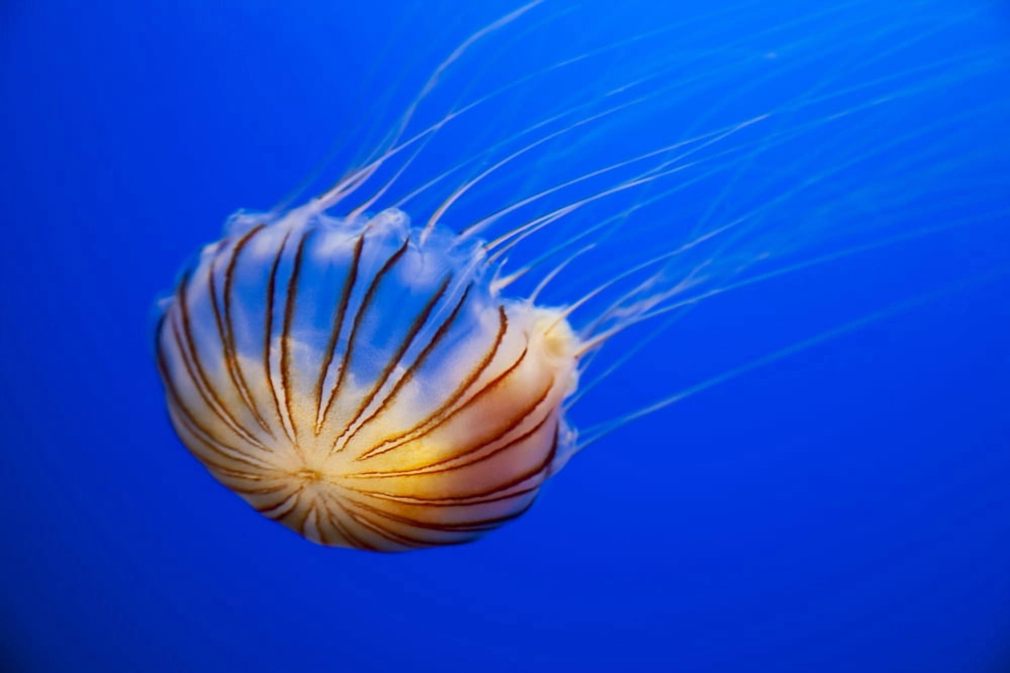 The compass jellyfish Chrysaora hysoscella Shot from an aquarium Canvas Art - Dave Fleetham Design Pics (18 x 12)