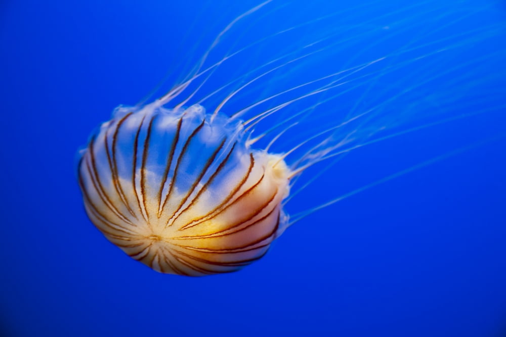 The compass jellyfish Chrysaora hysoscella Shot from an aquarium Canvas Art - Dave Fleetham Design Pics (36 x 24)