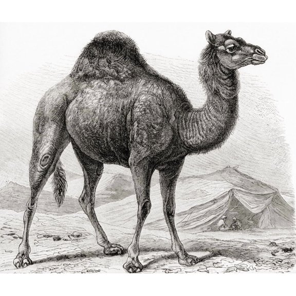The dromedary aka Arabian camel, (Camelus dromedarius), is a large, even-toed ungulate animal. From Meyers Lexicon, published 1927. by Ken Welsh / Design Pics (32 x 26)