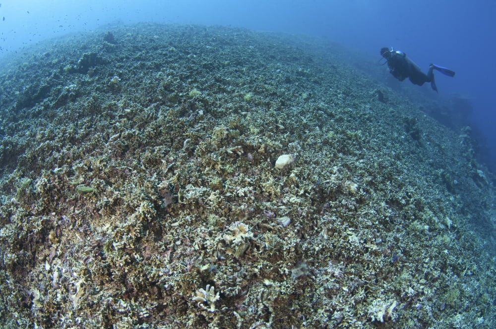 The effects of reef bombing by dynamite fishermen Komodo National Park Indonesia Canvas Art - Steve JonesStocktrek Images (17 x 12)