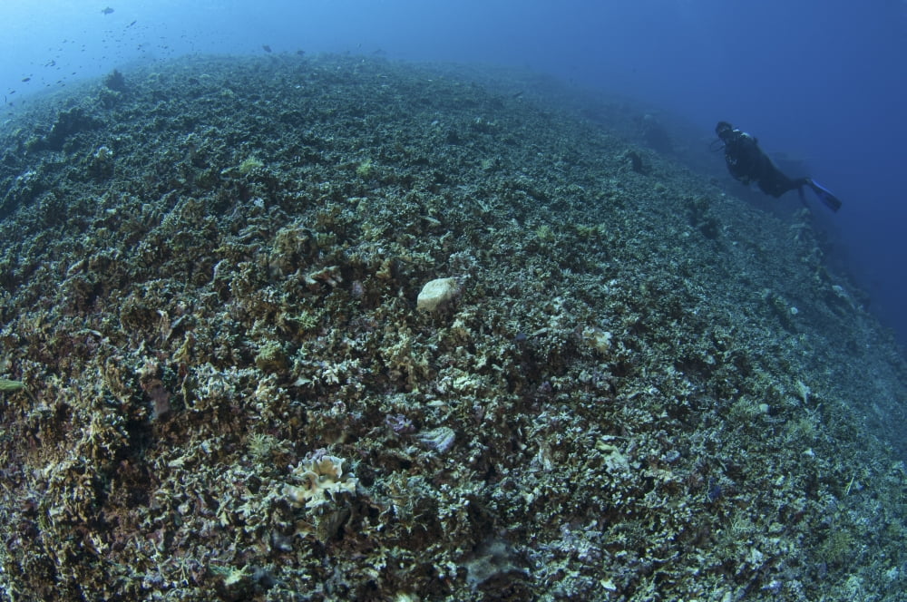 The effects of reef bombing by dynamite fishermen Komodo National Park Indonesia Canvas Art - Steve JonesStocktrek Images (34 x 23)