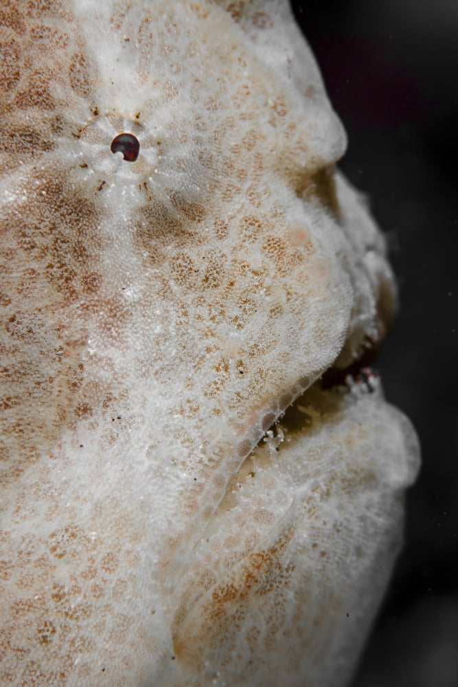 The eye of a giant frogfish Canvas Art - Ethan DanielsStocktrek Images (12 x 17)