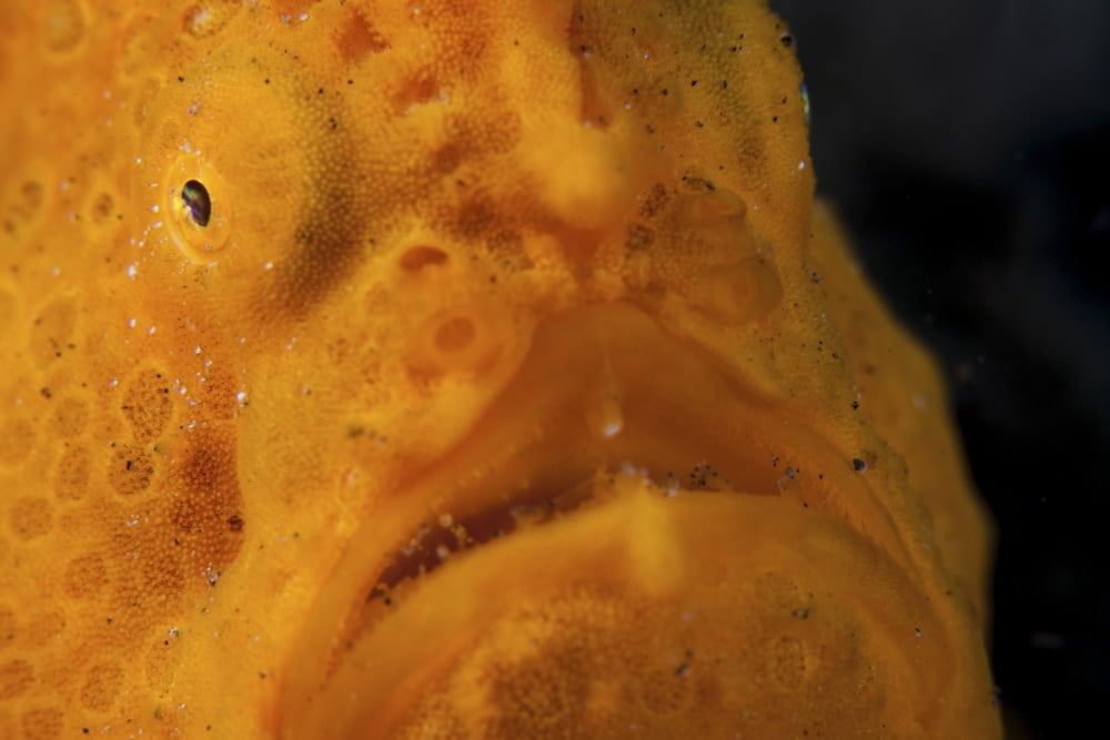 The eye of a giant frogfish Canvas Art - Ethan DanielsStocktrek Images (17 x 12)