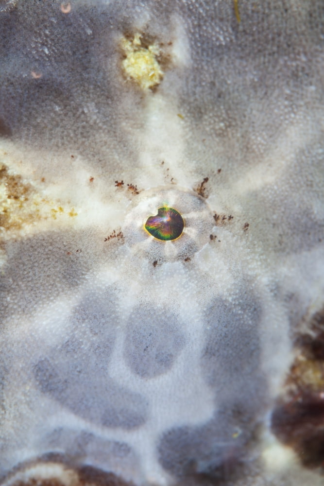 The eye of a giant frogfish Canvas Art - Ethan DanielsStocktrek Images (23 x 34)