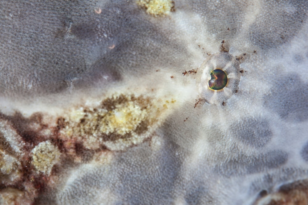 The eye of a giant frogfish Canvas Art - Ethan DanielsStocktrek Images (34 x 23)