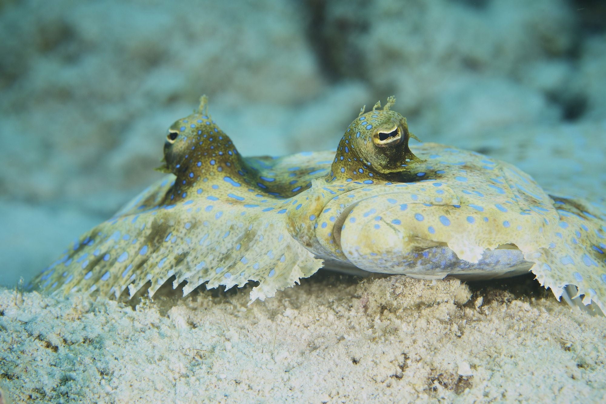 The face of a Peacock Flounder camouflaged on the ocean floor Canvas Art - Terry MooreStocktrek Images (18 x 12)