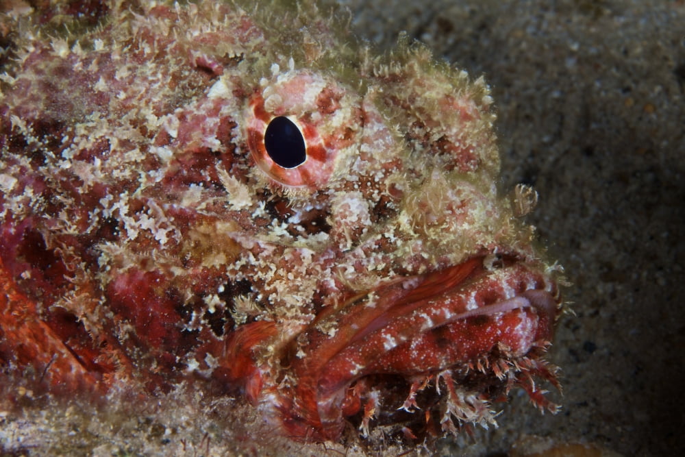 The face of a Spotted Scorpionfish Canvas Art - Terry MooreStocktrek Images (18 x 12)